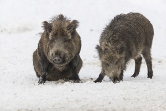 Wild boar or wild pig (Sus scrofa), walking on snowy ground, trees in the background