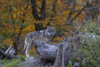 One eurasian gray wolf (Canis lupus lupus) standing between logs on a small hill with a bright and