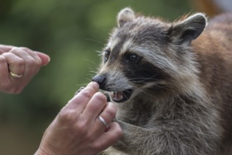 One Raccoon, procyon lotor, taking food out of a tourists hand