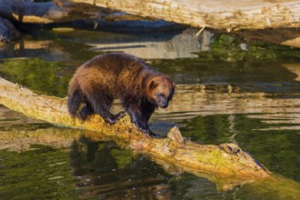 One wolverine (Gulo gulo) runs along a log lying in the water