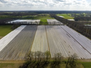 Wesel, North Rhine-Westphalia, Germany, Harvest workers from Eastern Europe harvest the first