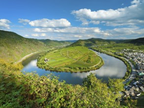 View of the Moselle loop, Bremm, Moselle valley, Rhineland-Palatinate, Germany, Europe