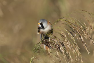 Bearded tit or reedling (Panurus biarmicus) adult male bird preening on a reed seedhead in a