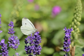 A Cabbage butterfly (Pieris brassicae) sucking nectar on the flower of true lavender (Lavandula