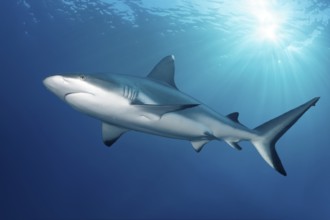 Grey reef shark (Carcharhinus amblyrhynchos), shark backlit by the sun, Great Barrier Reef, Great