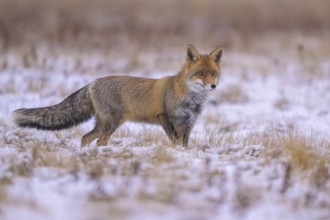 Red fox (Vulpes vulpes), foraging in a meadow covered with snow, biosphere reserve, Swabian Alb,