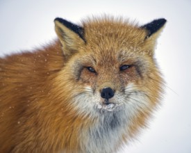 Red fox (Vulpes vulpes), winter, portrait, ice crusts and snowflakes on the face, Yukon Territory,