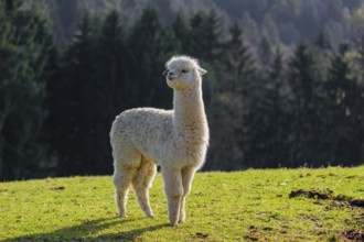 One young white Alpaca (Vicugna pacos) stands on a green meadow . A forest is in the distant