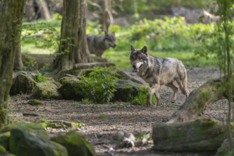Two eurasian gray wolves (Canis lupus lupus) running through an open forest. Watching something on