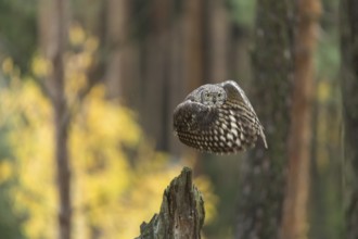 One spotted eagle-owl (Bubo africanus) flying thru a forest. Trees and leaves in the background
