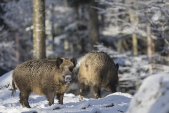Wild boar or wild pig (Sus scrofa), walking through snow covered forest