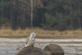 One Siberian Eagle Owl (Bubo bubo sibiricus) sitting on a rock at a dry lakeshore on an autumnal