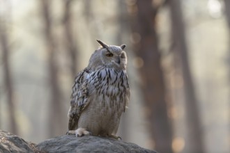 One Siberian Eagle Owl (Bubo bubo sibiricus) sitting on a rock in a forest