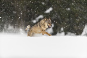 One male eurasian gray wolf (Canis lupus lupus) running thru deep snow during snow fall. A forest