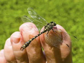 Onychogomphus forcipatus (Onychogomphus forcipatus) sitting on foot toe, Lake Neubeur, Bavaria,