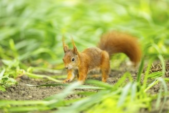 Red squirrel (Sciurus vulgaris) in a forest, Bavaria, Gernany