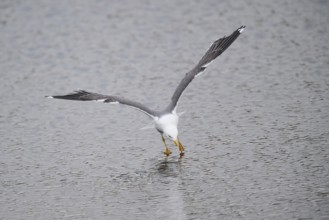 Yellow-legged gull (Larus michahellis) landing in the water, Düne, Helgoland, Schleswig-Holstein,