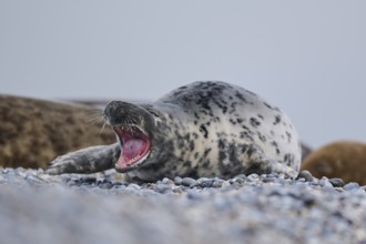 Grey seal (Halichoerus grypus) on the beach, Düne, Helgoland, Schleswig-Holstein, Germany, Europe