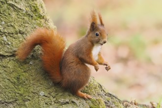Squirrel (Sciurus vulgaris) sitting attentively on a tree trunk in an autumn forest, Hesse,