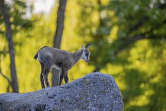 One young Chamois (Rupicapra rupicapra) standing on a rock. A green forest in the background