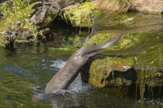 One giant otter or giant river otter (Pteronura brasiliensis) jumping down into the river from a