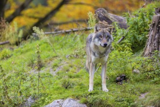 One eurasian gray wolf (Canis lupus lupus) stands on a hill, observing the area. A forest in fall