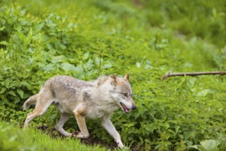 One eurasian gray wolf (Canis lupus lupus) runs over a green meadow in an open forest