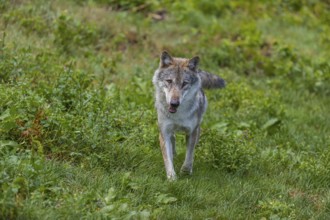 One adult eurasian gray wolf (Canis lupus lupus) walking through the green undergrowth at a forest