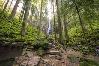 A tranquil forest with a small waterfall in the background, surrounded by moss-covered stones and