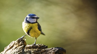 Blue Tit, Cyanistes Caeruleus