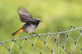 A redstart (Phoenicurus ochruros), male, with wings upstretched on a wire mesh fence against a