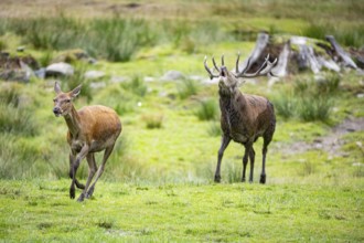 Red deer (Cervus elaphus) Rutting behaviour captive Germany
