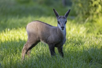 One young Chamois (Rupicapra rupicapra) standing on a fresh green meadow