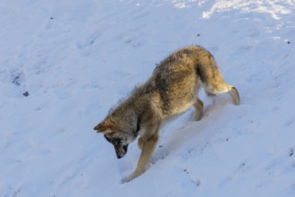 A young grey wolf (Canis lupus lupus) runs across a snow-covered meadow on a cold, sunny day