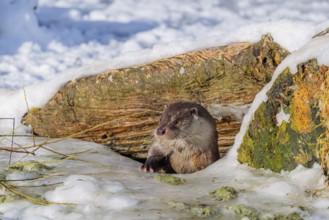 On a sunny day, an otter (Lutra lutra) leaves the river through a hole in the ice hidden under the