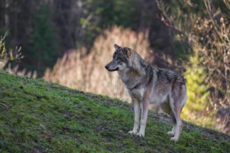 An adult male eurasian gray wolf (Canis lupus lupus) stands on a green meadow on hilly terrain