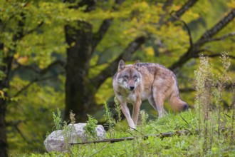 An adult male eurasian gray wolf (Canis lupus lupus) walks on a green meadow on hilly ground