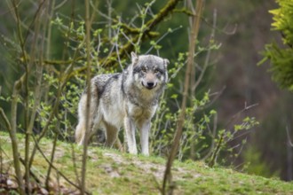 One eurasian gray wolf (Canis lupus lupus) stands on a hill, observing the area