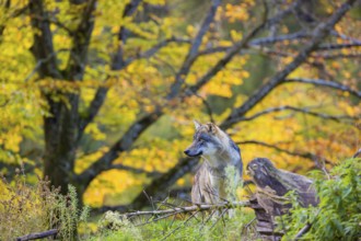 One eurasian gray wolf (Canis lupus lupus) sits on a small hill between logs and rocks with a