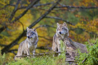 Two eurasian gray wolves (Canis lupus lupus) stand on a small hill between logs and rocks with a