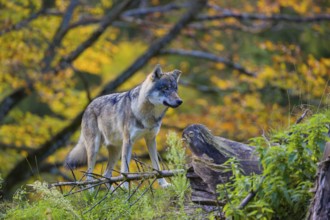 One eurasian gray wolf (Canis lupus lupus) stands on a small hill between logs and rocks with a