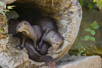 A family of ggiant otter or giant river otter (Pteronura brasiliensis) rests in the shadow of a