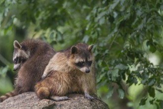 Two adult Raccoons, Procyon lotor, sitting on a rock, grooming themselves. Green vegetation in the