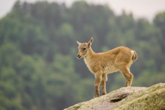 A young ibex (Capra ibex) stands on a rock