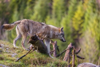 A eurasian gray wolf (Canis lupus lupus) runs down a hill across tree trunks