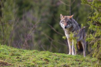 An adult female eurasian gray wolf (Canis lupus lupus) stands on a green meadow on hilly terrain