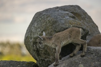 Two baby ibex (Capra ibex) playing on a hilltop. Blue sky and clouds in the background