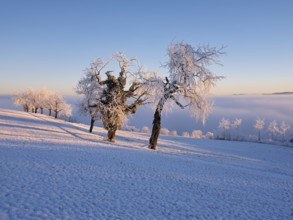 Trees in the rough in the light of the rising sun, behind the sea of fog over the Reuss valley,