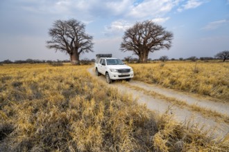 Off-road vehicle on a road, track between yellow dry grass leads to baobabs, Nxai Pan National