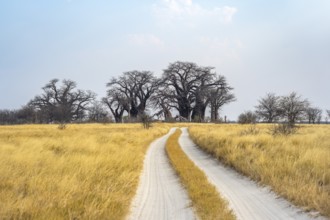 Road, track between yellow dry grass leads to Baobabs, Baine's Baobabs, Nxai Pan National Park,